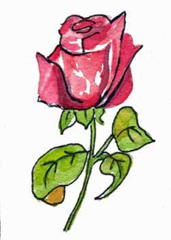 "Rose Is A Rose Is A Rose" by Shirley A. Diedrich, Fitchburg WI  - Watercolor & Ink